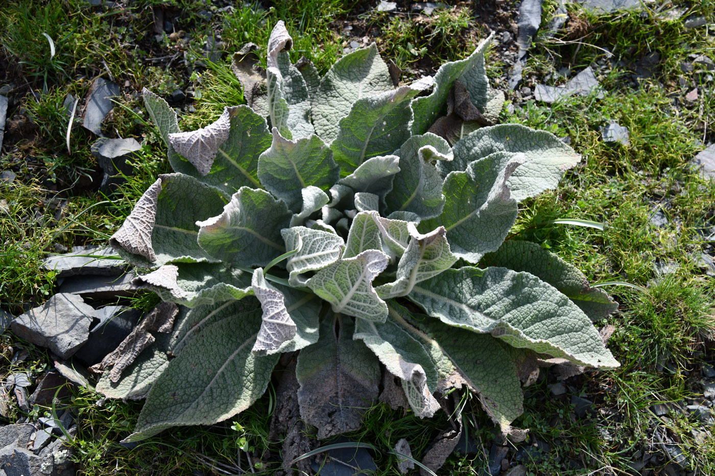 Image of Verbascum songaricum specimen.