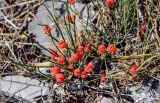 genus Ephedra