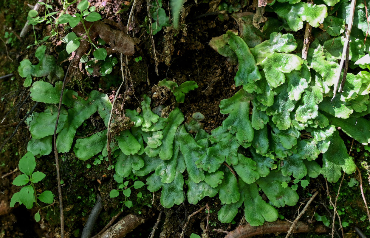 Image of Conocephalum conicum specimen.