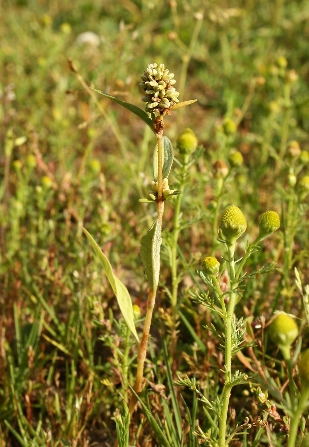 Изображение особи Persicaria scabra.