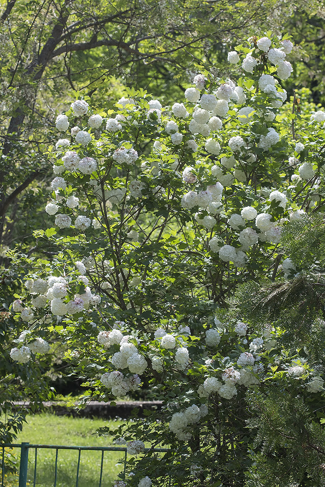 Image of Viburnum opulus f. roseum specimen.