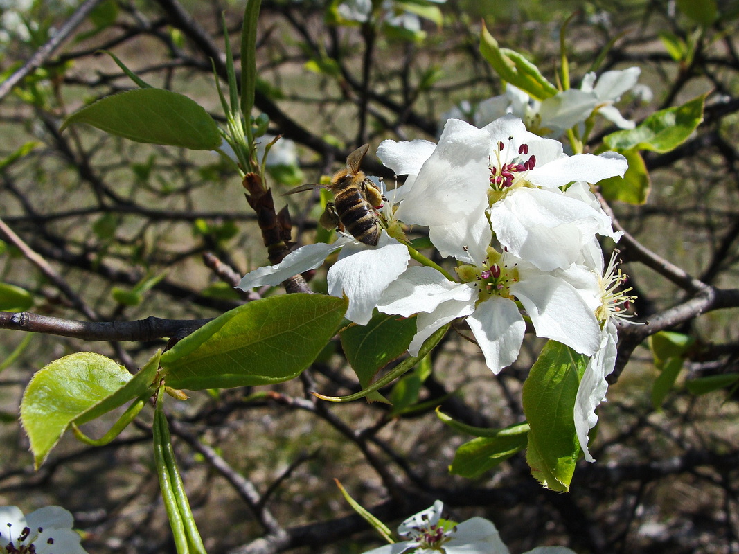 Изображение особи Pyrus ussuriensis.