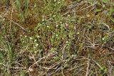 genus Arenaria