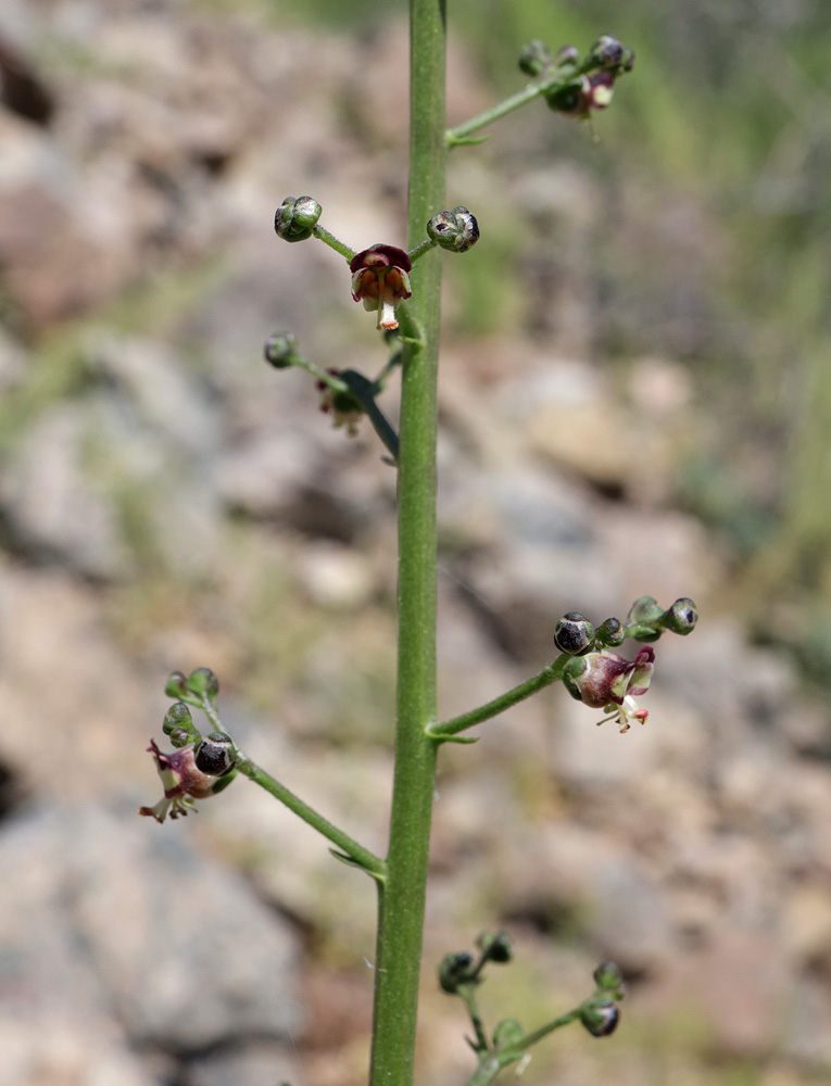 Изображение особи Scrophularia incisa.