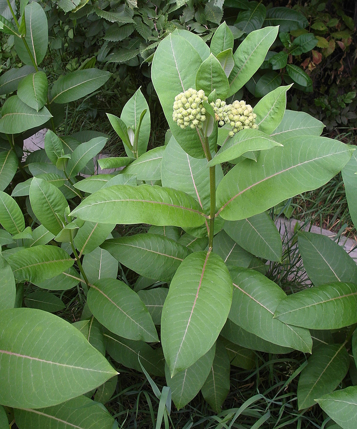 Image of Asclepias syriaca specimen.