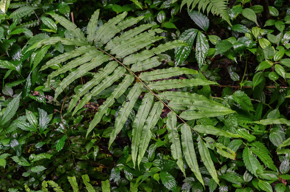 Image of Thelypteris truncata specimen.