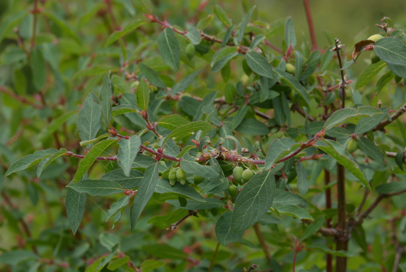 Изображение особи Lonicera stenantha.