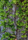 Hydrangea petiolaris. Части ветвей на стволе Quercus. Курильские о-ва, о-в Итуруп, долина р. Сторожевая, опушка широколиственного леса. 20.08.2023.