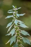 Смотреть изображение Leonurus quinquelobatus