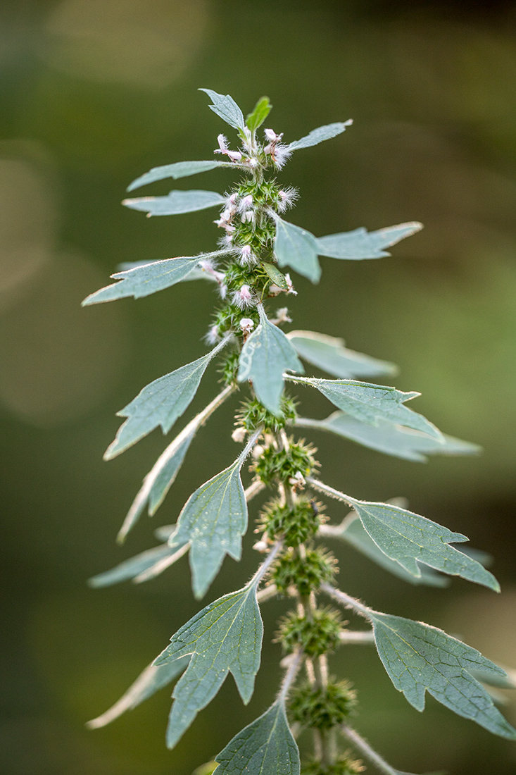 Изображение особи Leonurus quinquelobatus.