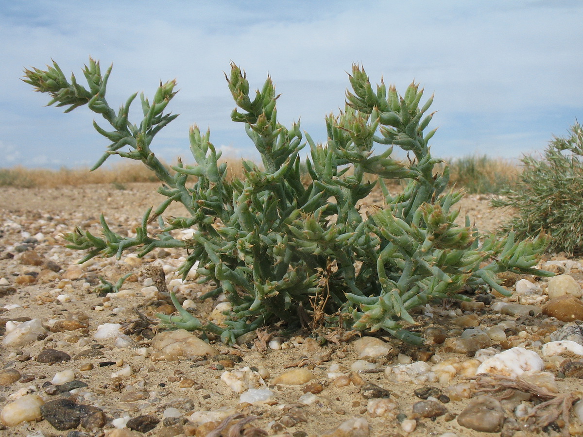 Image of Halimocnemis sclerosperma specimen.