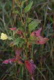 Oenothera biennis. Листья. Калужская обл., Ульяновский р-н, дер. Ягодное, луг. 29 августа 2024 г.