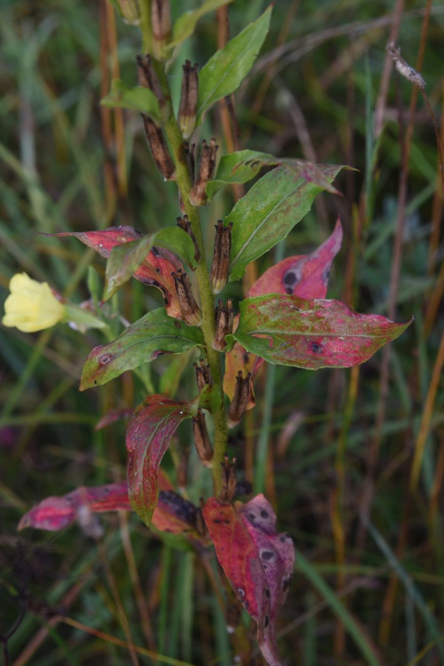 Image of Oenothera biennis specimen.