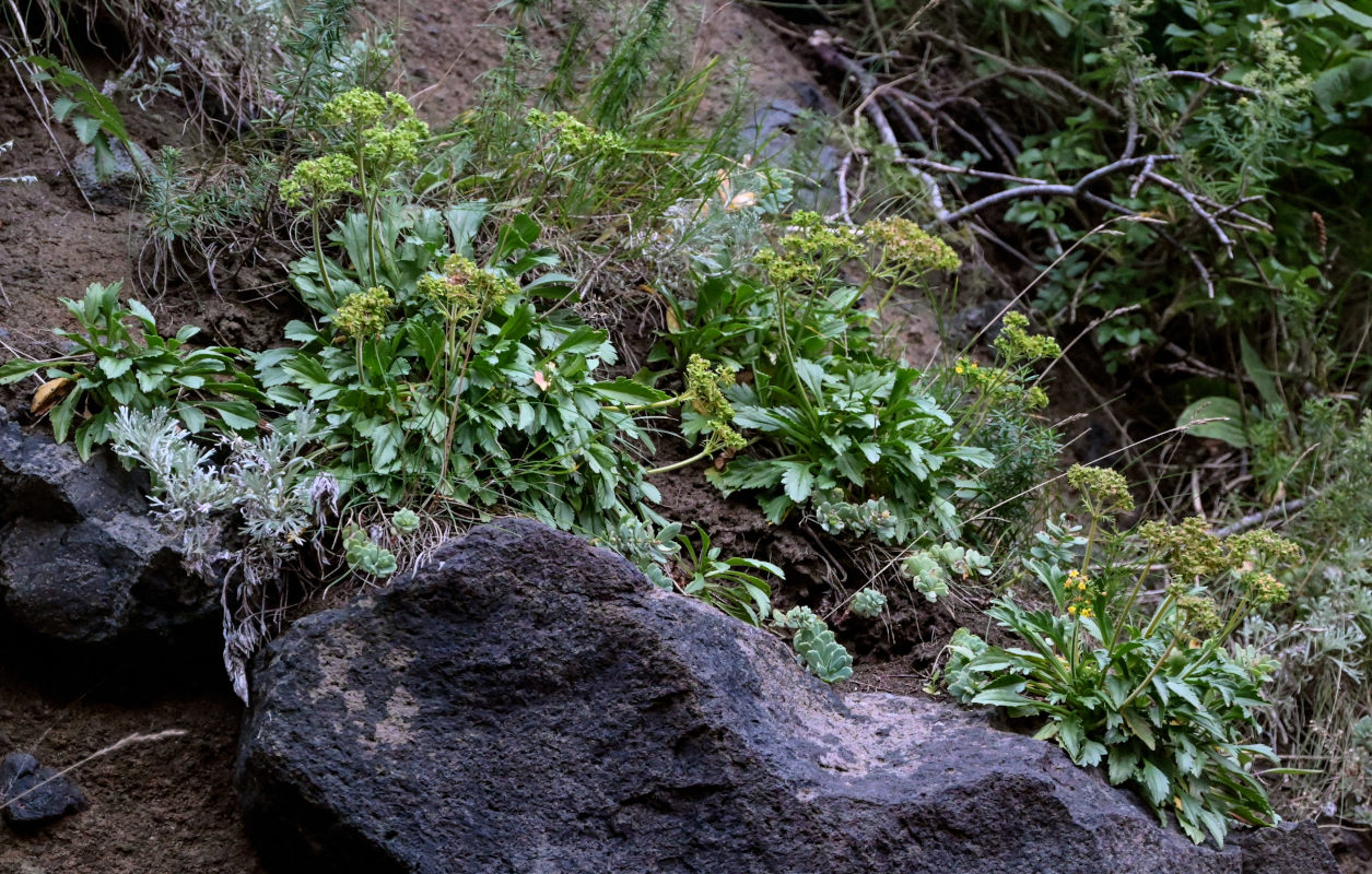 Image of Patrinia sibirica specimen.