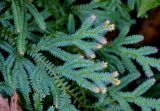 Selaginella willdenowii