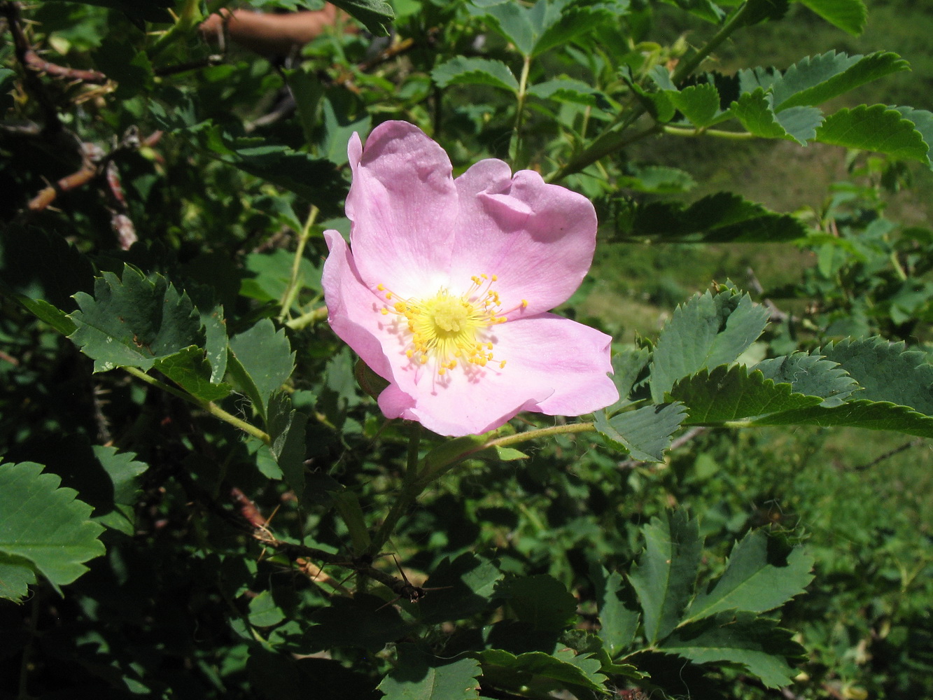 Изображение особи Rosa acicularis.