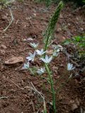 Ornithogalum ponticum