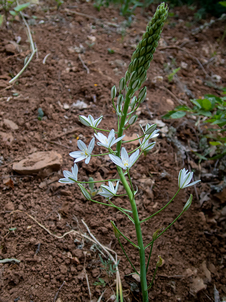 Image of Ornithogalum ponticum specimen.