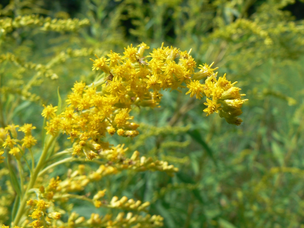 Image of Solidago canadensis specimen.