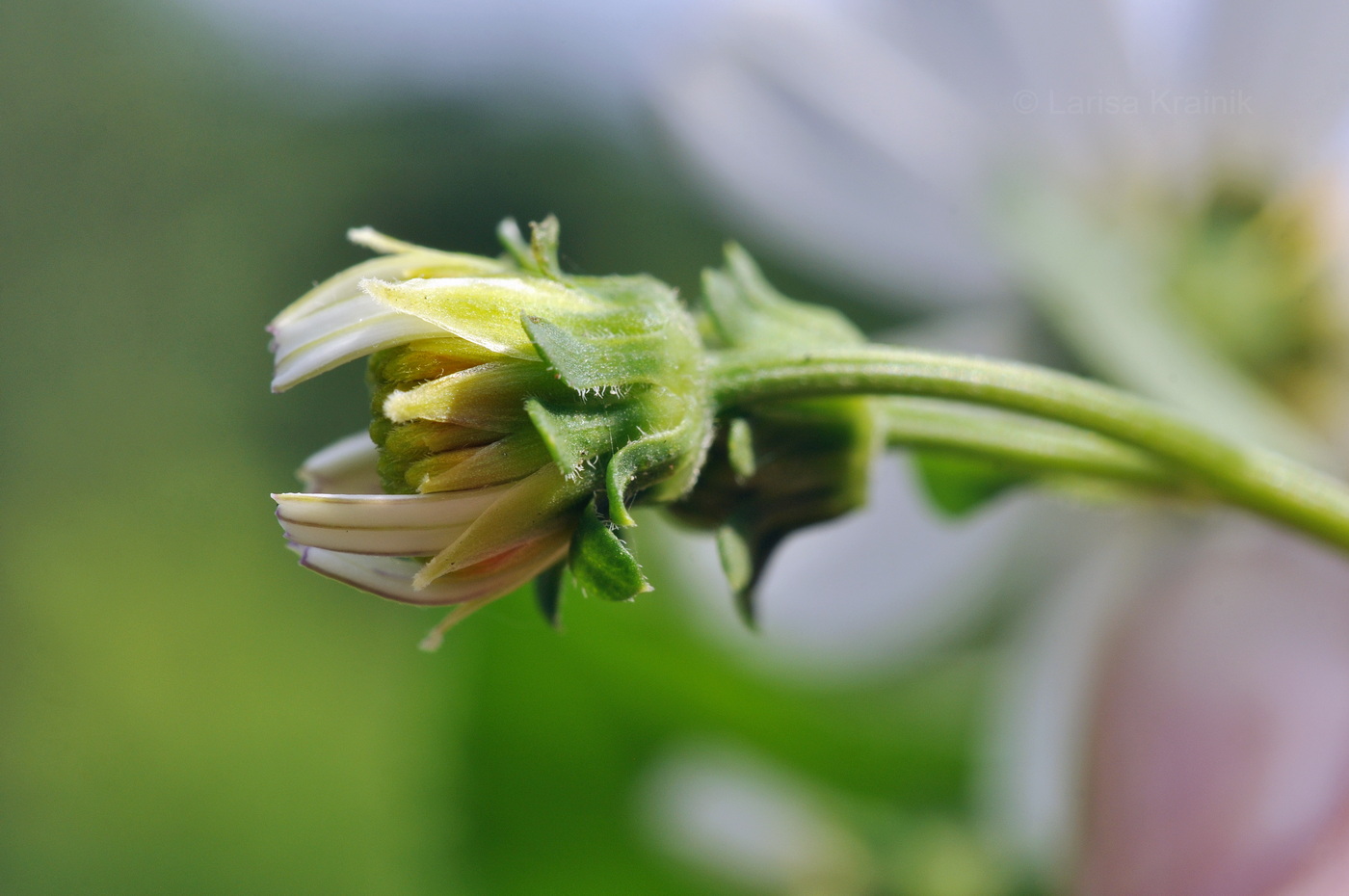 Изображение особи Bidens alba.