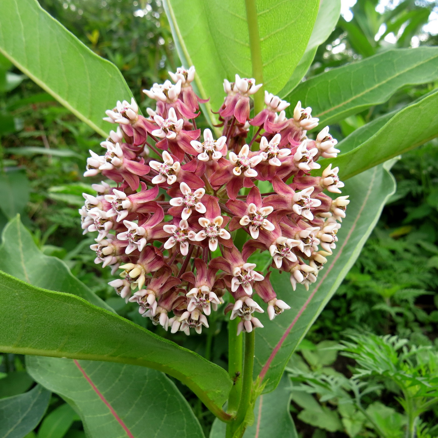 Image of Asclepias syriaca specimen.