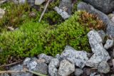 Bryum caespiticium. Растения среди камней. Свердловская обл., окр. г. Заречный, обочина дороги на спуске к плотине БАЭС. 17.04.2024.