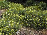 Fumanopsis laevis. Цветущие растения. Южный Берег Крыма, окр. пос. Симеиз, поляна в шибляке. 7 июня 2011 г.