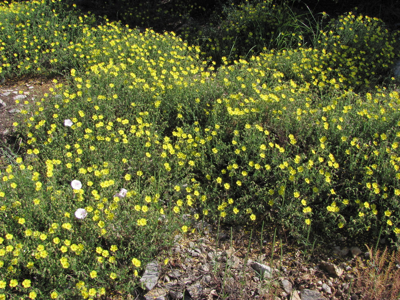 Image of Fumanopsis laevis specimen.