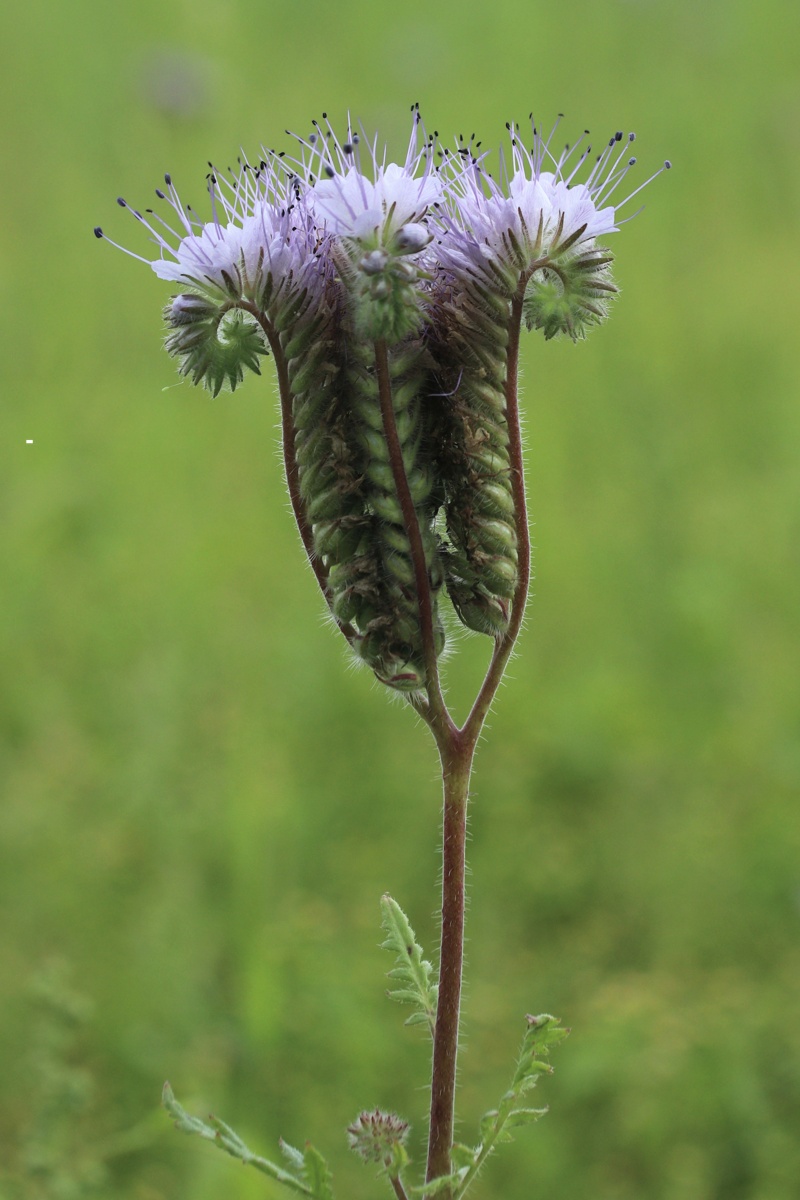 Image of Phacelia tanacetifolia specimen.