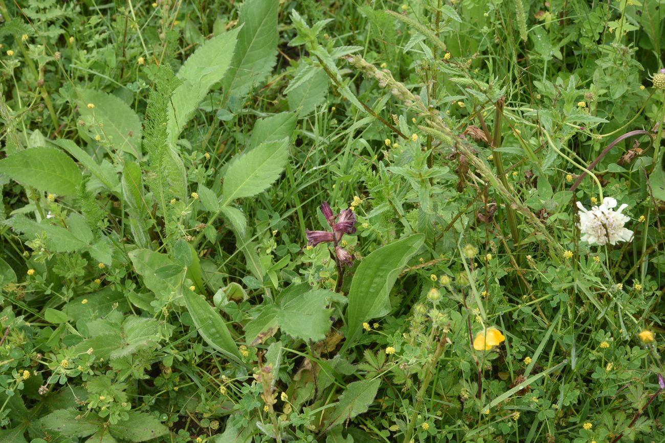 Изображение особи Orobanche owerinii.