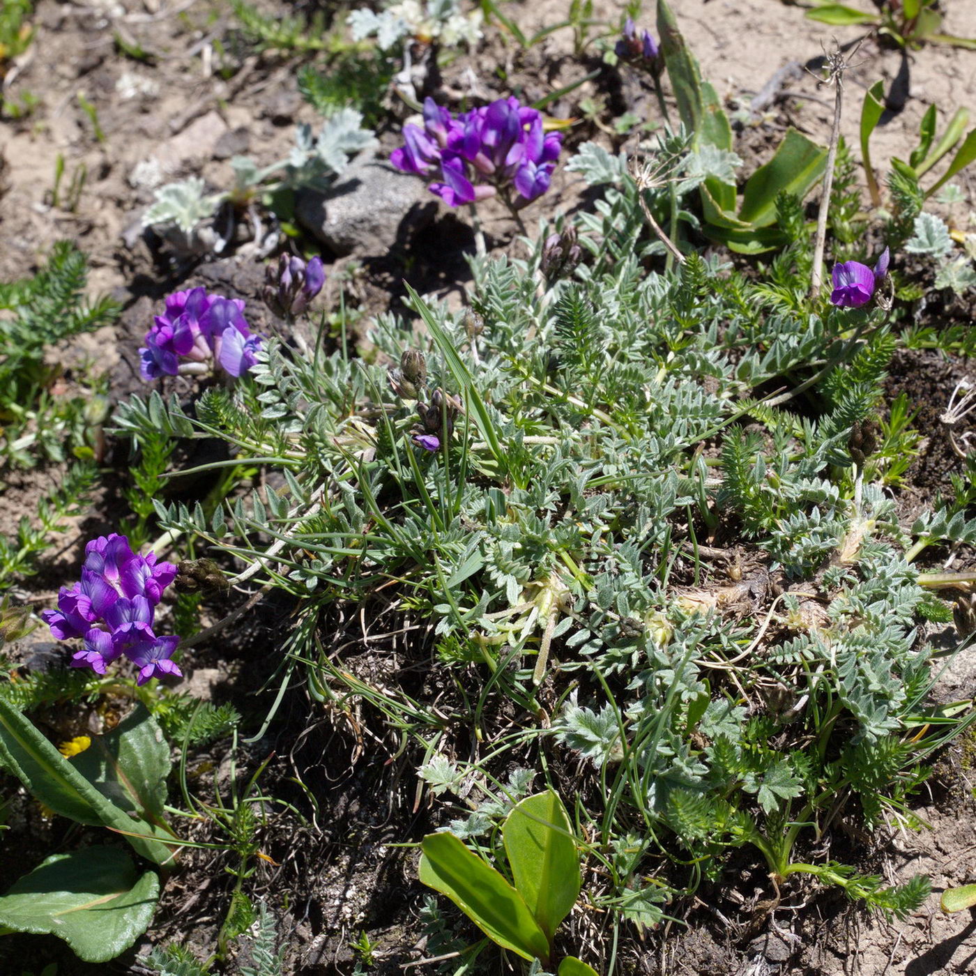 Изображение особи род Oxytropis.
