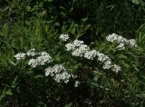 Смотреть изображение Spiraea × cinerea