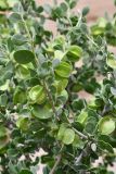 View full-size image Zygophyllum gontscharovii