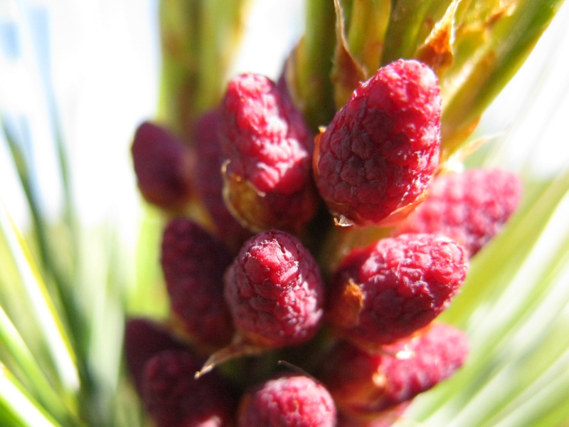 Image of Pinus pumila specimen.