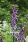 Смотреть изображение Aconitum septentrionale