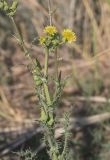 View full-size image Sonchus asper
