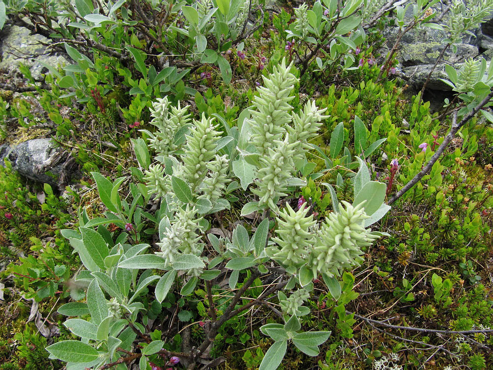 Изображение особи Salix glauca.