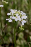 Смотреть изображение Arabis ferdinandi-coburgii