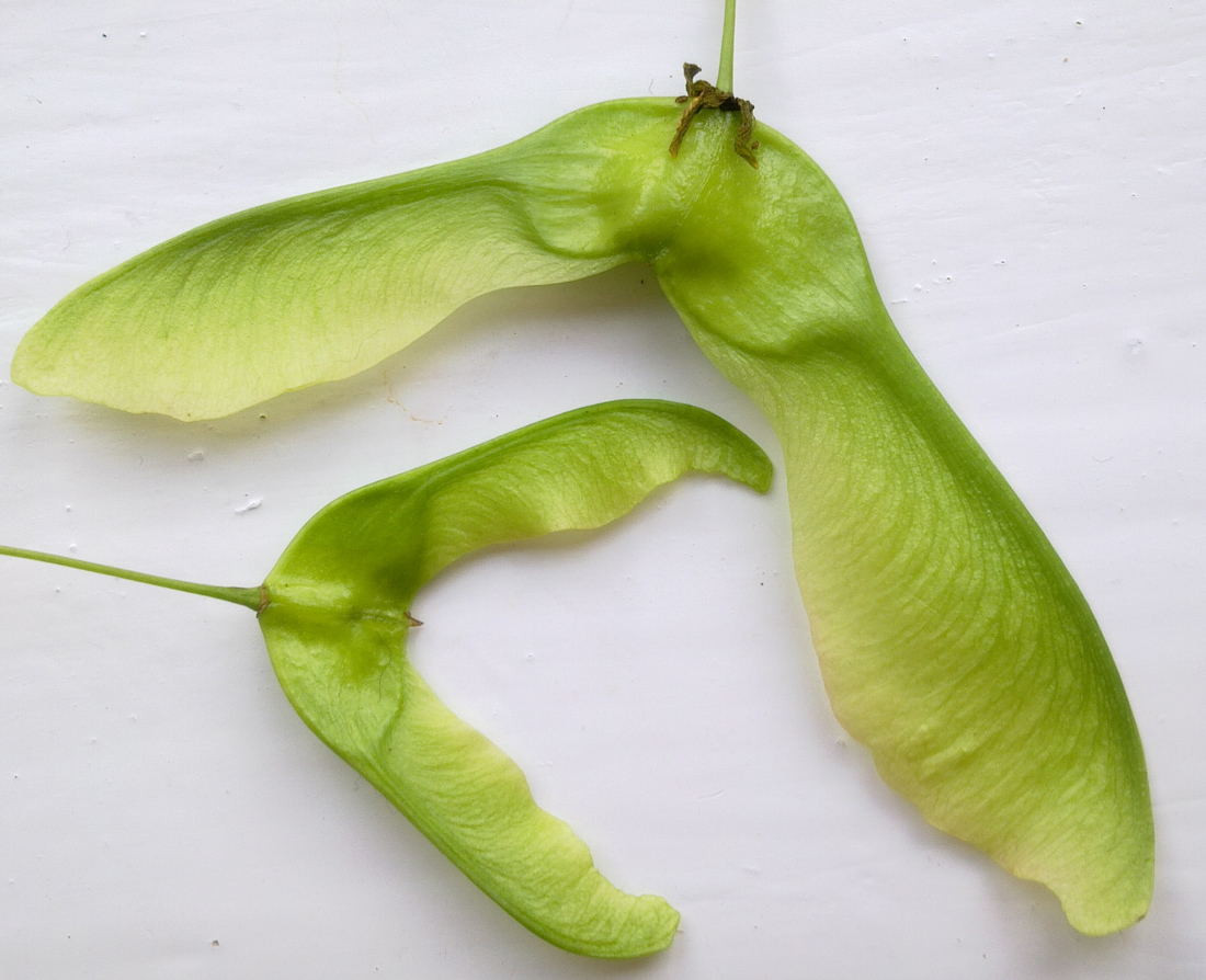 Image of Acer platanoides specimen.