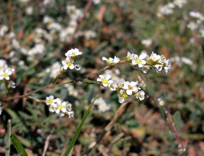 Image of Polygonum arenarium specimen.