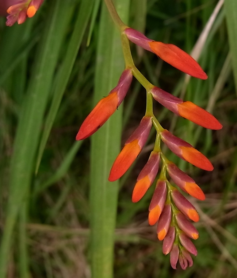 Image of Crocosmia &times; crocosmiiflora specimen.