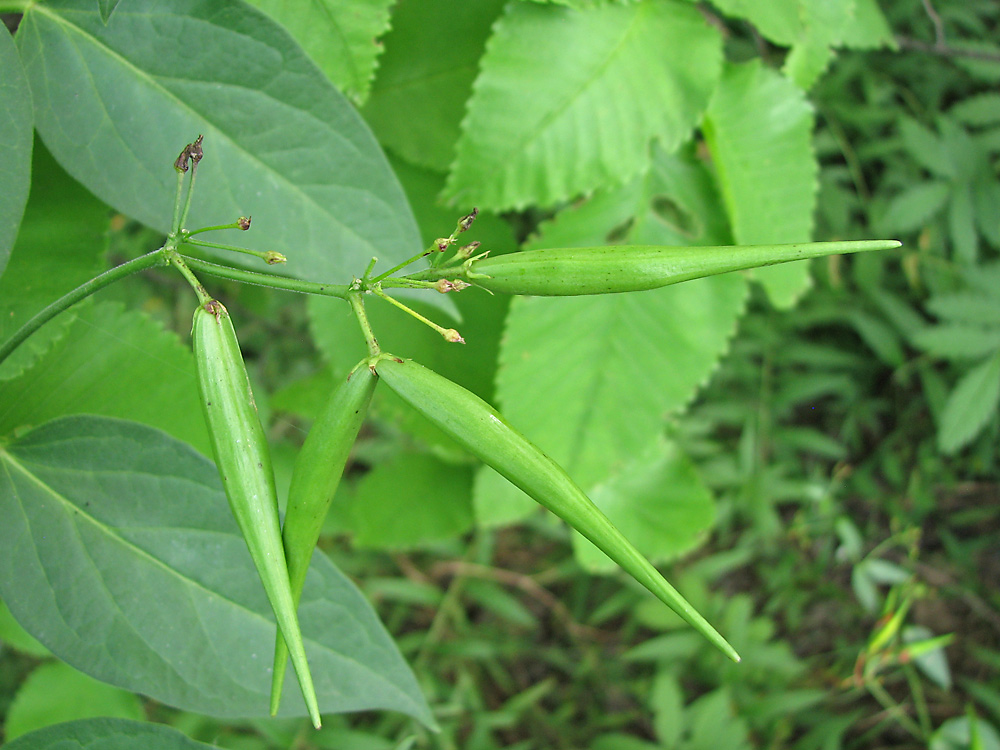 Image of Vincetoxicum hirundinaria specimen.