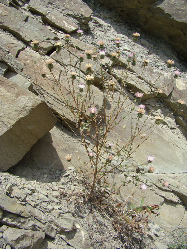 Изображение особи Cousinia waldheimiana.