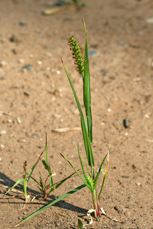 Image of Setaria pumila specimen.