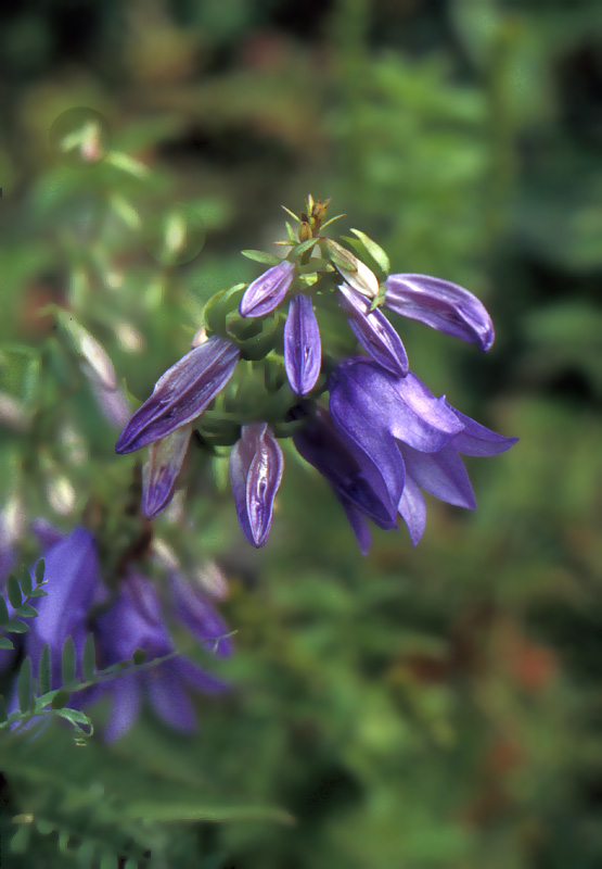 Image of Campanula rapunculoides specimen.