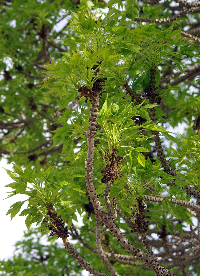 Изображение особи Fraxinus sogdiana.