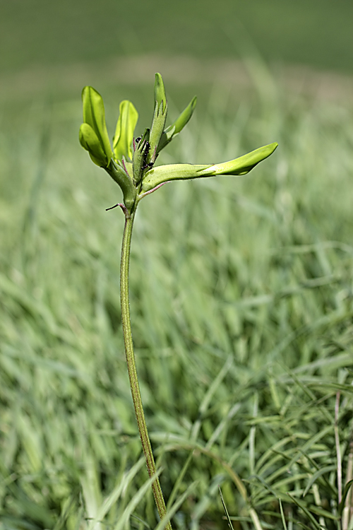 Image of Astragalus viridiflorus specimen.