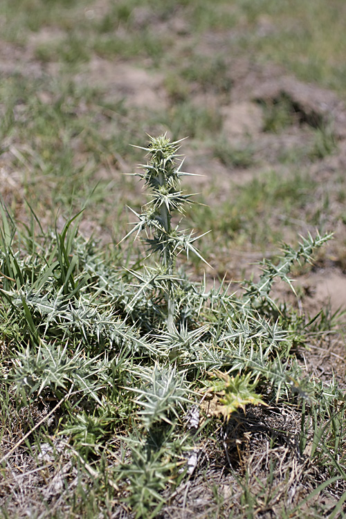 Image of genus Cousinia specimen.