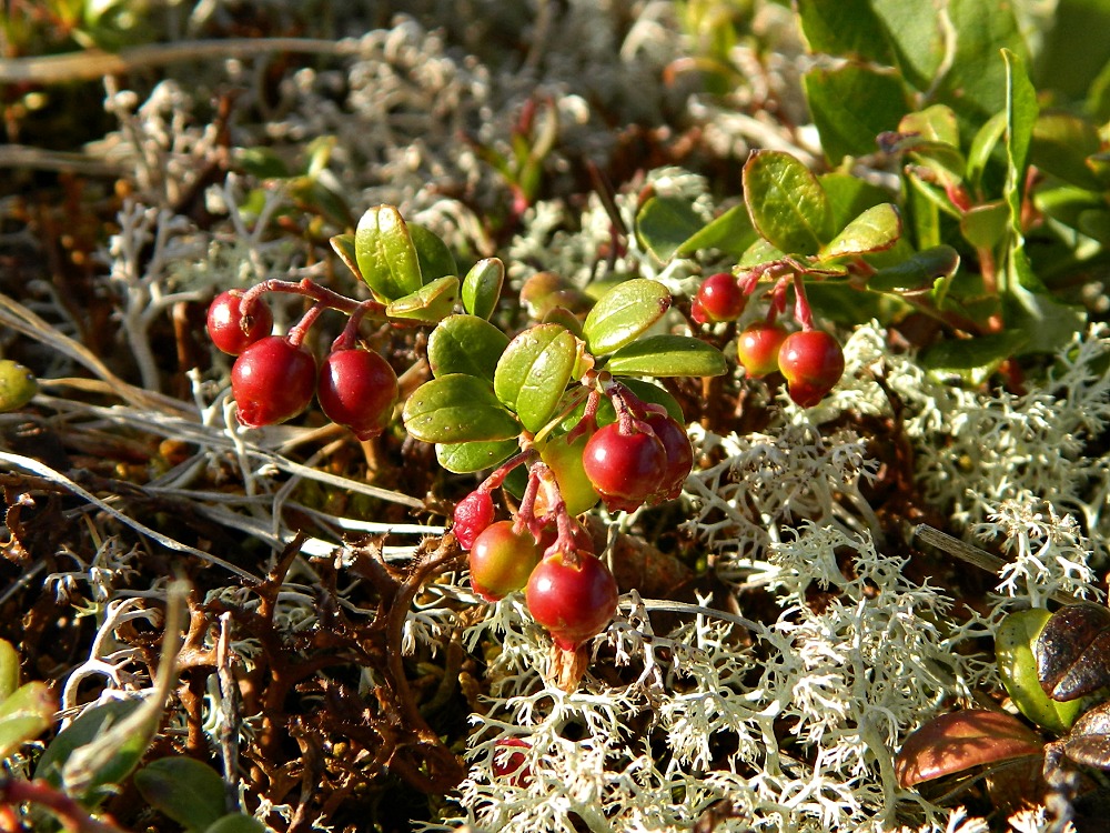 Image of Vaccinium vitis-idaea var. minus specimen.