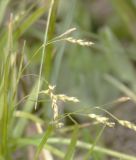 Carex capillaris